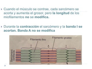  Cuando el músculo se contrae, cada sarcómero se
acorta y aumenta el grosor, pero la longitud de los
miofilamentos no se modifica.
 Durante la contracción el sarcómero y la banda I se
acortan. Banda A no se modifica
 