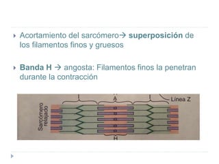  Acortamiento del sarcómero superposición de
los filamentos finos y gruesos
 Banda H  angosta: Filamentos finos la penetran
durante la contracción
 