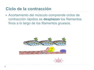 Ciclo de la contracción
 Acortamiento del músculo comprende ciclos de
contracción rápidos se desplazan los filamentos
finos a lo largo de los filamentos gruesos.
 