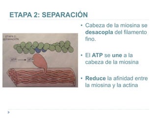 ETAPA 2: SEPARACIÓN
• Cabeza de la miosina se
desacopla del filamento
fino.
• El ATP se une a la
cabeza de la miosina
• Reduce la afinidad entre
la miosina y la actina
 