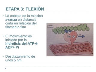 ETAPA 3: FLEXIÓN
• La cabeza de la miosina
avanza un distancia
corta en relación del
filamento fino
• El movimiento es
iniciado por la
hidrólisis del ATP
ADP+ Pi
• Desplazamiento de
unos 5 nm
 