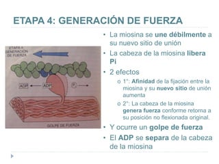 ETAPA 4: GENERACIÓN DE FUERZA
• La miosina se une débilmente a
su nuevo sitio de unión
• La cabeza de la miosina libera
Pi
• 2 efectos
o 1°: Afinidad de la fijación entre la
miosina y su nuevo sitio de unión
aumenta
o 2°: La cabeza de la miosina
genera fuerza conforme retorna a
su posición no flexionada original.
• Y ocurre un golpe de fuerza
• El ADP se separa de la cabeza
de la miosina
 