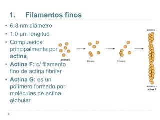 1. Filamentos finos
• 6-8 nm diámetro
• 1.0 µm longitud
• Compuestos
principalmente por
actina
• Actina F: c/ filamento
fino de actina fibrilar
• Actina G: es un
polímero formado por
moléculas de actina
globular
 
