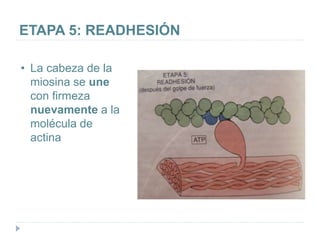ETAPA 5: READHESIÓN
• La cabeza de la
miosina se une
con firmeza
nuevamente a la
molécula de
actina
 