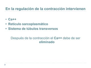 En la regulación de la contracción intervienen
• Ca++
• Retículo sarcoplasmático
• Sistema de túbulos transversos
Después de la contracción el Ca++ debe de ser
eliminado
 