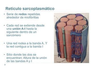Retículo sarcoplasmático
• Serie de redes repetidas
alrededor de miofibrillas
• Cada red se extiende desde
una unión A-I hasta la
siguiente dentro de un
sarcómero
• Una red rodea a la banda A. Y
la red contigua a la banda I
• Sitio donde las dos se
encuentran: Altura de la unión
de las bandas A y I
 