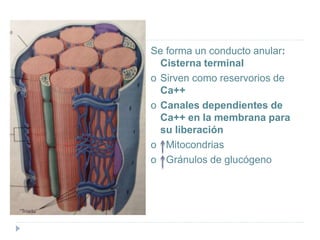 Se forma un conducto anular:
Cisterna terminal
o Sirven como reservorios de
Ca++
o Canales dependientes de
Ca++ en la membrana para
su liberación
o Mitocondrias
o Gránulos de glucógeno
 