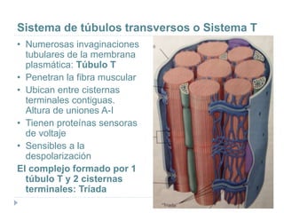 Sistema de túbulos transversos o Sistema T
• Numerosas invaginaciones
tubulares de la membrana
plasmática: Túbulo T
• Penetran la fibra muscular
• Ubican entre cisternas
terminales contiguas.
Altura de uniones A-I
• Tienen proteínas sensoras
de voltaje
• Sensibles a la
despolarización
El complejo formado por 1
túbulo T y 2 cisternas
terminales: Tríada
 