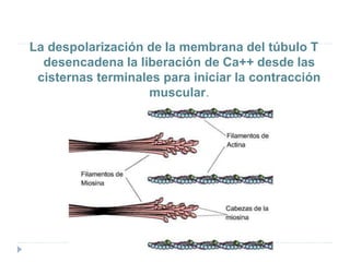 La despolarización de la membrana del túbulo T
desencadena la liberación de Ca++ desde las
cisternas terminales para iniciar la contracción
muscular.
 