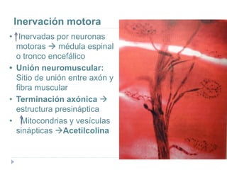Inervación motora
• Inervadas por neuronas
motoras  médula espinal
o tronco encefálico
• Unión neuromuscular:
Sitio de unión entre axón y
fibra muscular
• Terminación axónica 
estructura presináptica
• Mitocondrias y vesículas
sinápticas Acetilcolina
 
