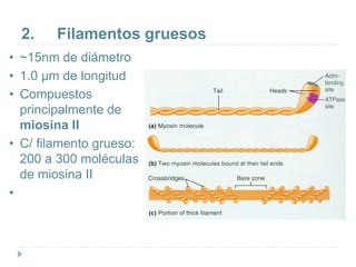 2. Filamentos gruesos
• ~15nm de diámetro
• 1.0 µm de longitud
• Compuestos
principalmente de
miosina II
• C/ filamento grueso:
200 a 300 moléculas
de miosina II
•
 