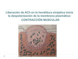 Liberación de ACh en la hendidura sináptica inicia
la despolarización de la membrana plasmática:
CONTRACCIÓN MUSCULAR
 