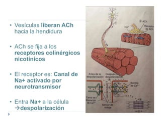 • Vesículas liberan ACh
hacia la hendidura
• ACh se fija a los
receptores colinérgicos
nicotínicos
• El receptor es: Canal de
Na+ activado por
neurotransmisor
• Entra Na+ a la célula
despolarización
 