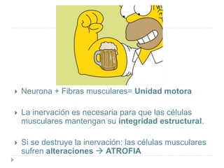  Neurona + Fibras musculares= Unidad motora
 La inervación es necesaria para que las células
musculares mantengan su integridad estructural.
 Si se destruye la inervación: las células musculares
sufren alteraciones  ATROFIA
 