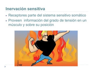 Inervación sensitiva
 Receptores parte del sistema sensitivo somático
 Proveen información del grado de tensión en un
músculo y sobre su posición
 