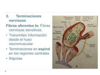 2. Terminaciones
nerviosas
Fibras aferentes Ia: Fibras
nerviosas sensitivas.
• Transmiten información
desde el huso
neuromuscular
• Terminaciones en espiral
en las regiones centrales
• Rápidas
 