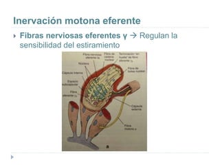 Inervación motona eferente
 Fibras nerviosas eferentes γ  Regulan la
sensibilidad del estiramiento
 