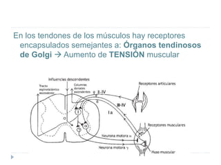 En los tendones de los músculos hay receptores
encapsulados semejantes a: Órganos tendinosos
de Golgi  Aumento de TENSIÓN muscular
 