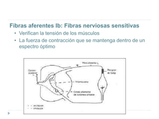 Fibras aferentes Ib: Fibras nerviosas sensitivas
• Verifican la tensión de los músculos
• La fuerza de contracción que se mantenga dentro de un
espectro óptimo
 