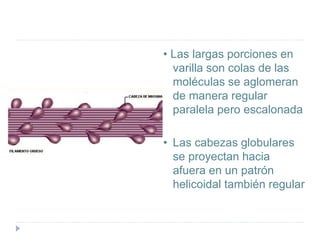 • Las largas porciones en
varilla son colas de las
moléculas se aglomeran
de manera regular
paralela pero escalonada
• Las cabezas globulares
se proyectan hacia
afuera en un patrón
helicoidal también regular
 