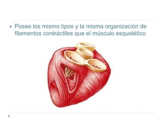 Posee los mismo tipos y la misma organización de
filamentos contráctiles que el músculo esquelético
 