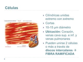  Cilíndricas unidas
extremo con extremo
 Cortas
 10-15 µm diámetro
 Ubicación: Corazón,
venas cava sup. e inf. y
venas pulmonares
 Pueden unirse 2 células
o más a través de
discos intercalares 
FIBRA RAMIFICADA
Células
 