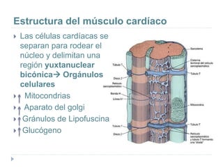 Estructura del músculo cardíaco
 Las células cardíacas se
separan para rodear el
núcleo y delimitan una
región yuxtanuclear
bicónica Orgánulos
celulares
 Mitocondrias
 Aparato del golgi
 Gránulos de Lipofuscina
 Glucógeno
 