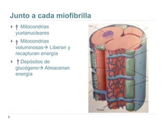 Junto a cada miofibrilla
 Mitocondrias
yuxtanucleares
 Mitocondrias
voluminosas Liberan y
recapturan energía
 Depósitos de
glucógeno Almacenan
energía
 