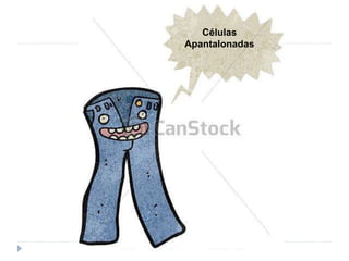 Células
Apantalonadas
 