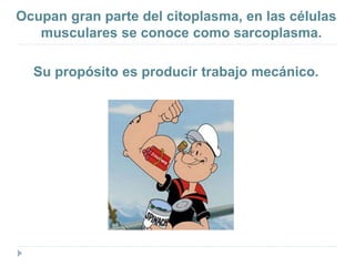 Ocupan gran parte del citoplasma, en las células
musculares se conoce como sarcoplasma.
Su propósito es producir trabajo mecánico.
 