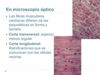 En microscopio óptico
 Las fibras musculares
cardíacas difieren de las
esqueléticas en forma y
tamaño
 Corte transversal: aspecto
menos regular
 Corte longitudinal:
Ramificaciones que se
comunican con las células
vecinas
 