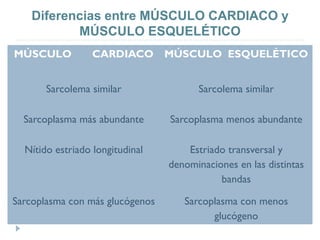 Diferencias entre MÚSCULO CARDIACO y
MÚSCULO ESQUELÉTICO
MÚSCULO CARDIACO MÚSCULO ESQUELÉTICO
Sarcolema similar Sarcolema similar
Sarcoplasma más abundante Sarcoplasma menos abundante
Nítido estriado longitudinal Estriado transversal y
denominaciones en las distintas
bandas
Sarcoplasma con más glucógenos Sarcoplasma con menos
glucógeno
 