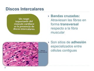 Discos Intercalares
 Bandas cruzadas:
Atraviesan las fibras en
forma transversal
respecto a la fibra
muscular
 Son sitios de adhesión
especializados entre
células contiguas
 