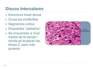 Discos Intercalares
 Estructura lineal densa
 Cruza las miofibrillas
 Segmentos cortos
 Dispuestos “peldaños”
 Se encuentran a nivel
medial de la banda I
donde se localizan las
líneas Z, pero más
gruesas
 