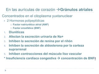 En las aurículas de corazón Gránulos atriales
Concentrados en el citoplasma yuxtanuclear
 2 Hormonas polipeptídicas
 Factor natriurético atrial (ANF)
 Factor encefálico (BNF)
1. Diuréticas
2. Afectan la excreción urinaria de Na+
3. Inhiben la secreción de renina por el riñón
4. Inhiben la secreción de aldosterona por la corteza
suprarrenal
5. Inhiben contracciones del músculo liso vascular
* Insuficiencia cardíaca congestiva  concentración de BNF
 