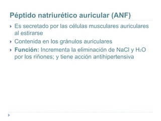 Péptido natriurético auricular (ANF)
 Es secretado por las células musculares auriculares
al estirarse
 Contenida en los gránulos auriculares
 Función: Incrementa la eliminación de NaCl y H2O
por los riñones; y tiene acción antihipertensiva
 