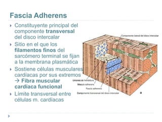 Fascia Adherens
 Constituyente principal del
componente transversal
del disco intercalar
 Sitio en el que los
filamentos finos del
sarcómero terminal se fijan
a la membrana plasmática
 Sostiene células musculares
cardíacas por sus extremos
 Fibra muscular
cardíaca funcional
 Límite transversal entre
células m. cardíacas
 