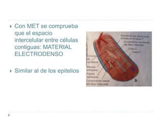  Con MET se comprueba
que el espacio
intercelular entre células
contiguas: MATERIAL
ELECTRODENSO
 Similar al de los epitelios
 