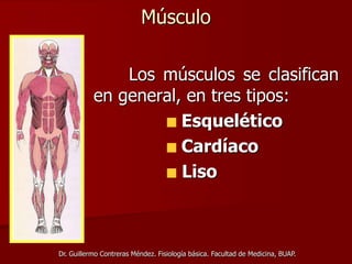 Músculo
Los músculos se clasifican
en general, en tres tipos:
Esquelético
Cardíaco
Liso
Dr. Guillermo Contreras Méndez. Fisiología básica. Facultad de Medicina, BUAP.
 
