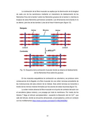 12
La contracción de la fibra muscular se explica por la disminución de la longitud
de cada uno de los sarcómeros mediante un mecanismo de deslizamiento de los
filamentos finos de la banda I sobre los filamentos gruesos de la banda A, mientras la
longitud de estos filamentos permanece constante. Las dimensiones de la banda A no
se alteran, pero las de las bandas I y las de la línea H disminuyen (figura 12).
Fig. 12- Esquema de la contracción muscular donde se observa el deslizamiento
de los filamentos finos sobre los gruesos
En los músculos esqueléticos la contracción es voluntaria y se produce como
consecuencia de la llegada a la fibra muscular de una orden nerviosa procedente de
las motoneuronas del asta anterior de la médula. Esta señal nerviosa se transmite a
través de los nervios motores formados por los axones de estas neuronas (figura 13).
La orden motora alcanza la fibra muscular en el punto de contacto del azón con
el sarcolema (placa motora) y se propaga por toda la membrana. Por medio de los
túbulos T llega al retículo sarcoplasmático causando la liberación del ión Ca2+
, que
sale del retículo, donde se encuentra almacenado, al sarcoplasma y entra en contacto
con los miofilamentos https://www.youtube.com/watch?v=99zi3HADMyI
 