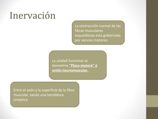 Inervación
La contracción normal de las
fibras musculares
esqueléticas esta gobernada
por nervios motores.
La unidad funcional se
denomina “Placa motora” ó
unión neuromuscular.
Entre el axón y la superficie de la fibra
muscular, existe una hendidura
sináptica.
 
