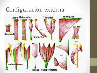 Configuración externa
 