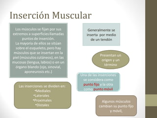 Inserción Muscular
Generalmente se
inserta por medio
de un tendón
Presentan un
origen y un
término
Las inserciones se dividen en:
•Mediales
•Laterales
•Proximales
•Distales
Algunos músculos
cambian su punto fijo
y móvil,
 