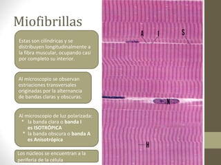 Miofibrillas
Estas son cilíndricas y se
distribuyen longitudinalmente a
la fibra muscular, ocupando casi
por completo su interior.
Al microscopio se observan
estriaciones transversales
originadas por la alternancia
de bandas claras y obscuras.
Al microscopio de luz polarizada:
* la banda clara o banda I
es ISOTRÓPICA
* la banda obscura o banda A
es Anisotrópica
Los núcleos se encuentran a la
periferia de la célula
 