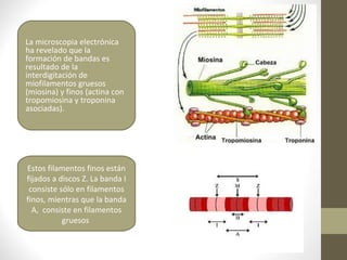 La microscopia electrónica
ha revelado que la
formación de bandas es
resultado de la
interdigitación de
miofilamentos gruesos
(miosina) y finos (actina con
tropomiosina y troponina
asociadas).
Estos filamentos finos están
fijados a discos Z. La banda I
consiste sólo en filamentos
finos, mientras que la banda
A, consiste en filamentos
gruesos
 