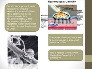 Cuando descarga una fibra del
nervio motor (impulso
nervioso), el terminal axónico
libera acetil colina, que se
difunde a través de la
hendidura sináptica y de la
placa motora, fijándose a
receptores específicos situados
en el sarcolema de los pliegues
de unión.
Esto provoca la despolarización de
la membrana que se propaga al
interior de la fibra.
Pasa al retículo sarcoplásmico,
liberándose Ca que inicia la
contracción.
 