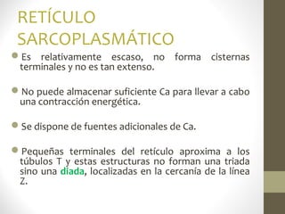 RETÍCULO
SARCOPLASMÁTICO
Es relativamente escaso, no forma cisternas
terminales y no es tan extenso.
No puede almacenar suficiente Ca para llevar a cabo
una contracción energética.
Se dispone de fuentes adicionales de Ca.
Pequeñas terminales del retículo aproxima a los
túbulos T y estas estructuras no forman una triada
sino una diada, localizadas en la cercanía de la línea
Z.
 