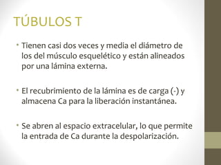 TÚBULOS T
• Tienen casi dos veces y media el diámetro de
los del músculo esquelético y están alineados
por una lámina externa.
• El recubrimiento de la lámina es de carga (-) y
almacena Ca para la liberación instantánea.
• Se abren al espacio extracelular, lo que permite
la entrada de Ca durante la despolarización.
 
