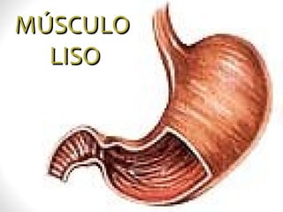 MÚSCULOMÚSCULO
LISOLISO
 