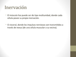 Inervación
• El músculo liso puede ser de tipo multiunidad, donde cada
célula posee su propia inervación.
• O visceral, donde los impulsos nerviosos son transmitidos a
través de nexus (de una célula muscular a su vecina).
 